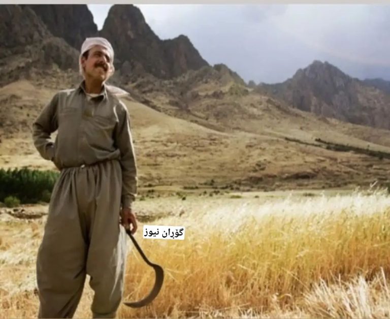 گندم کردستان