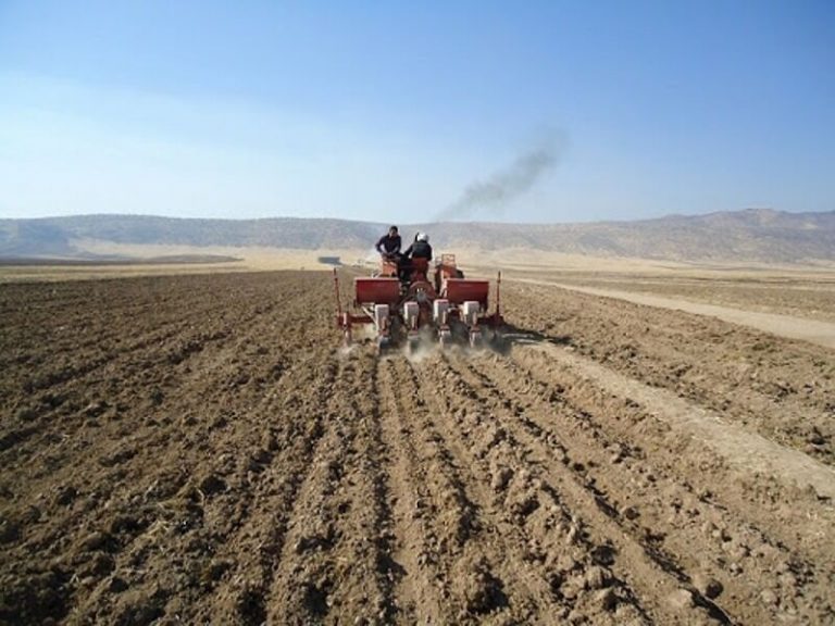 گندم کردستان