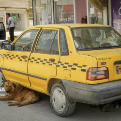 سگهای بدون صاحب سنندج